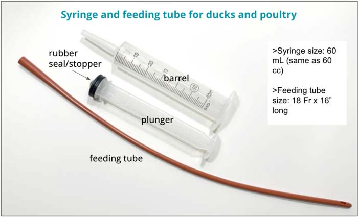 Note the parts listed on this syringe and feeding tube diagram, so when we refer to certain parts, you know what we're referencing. 