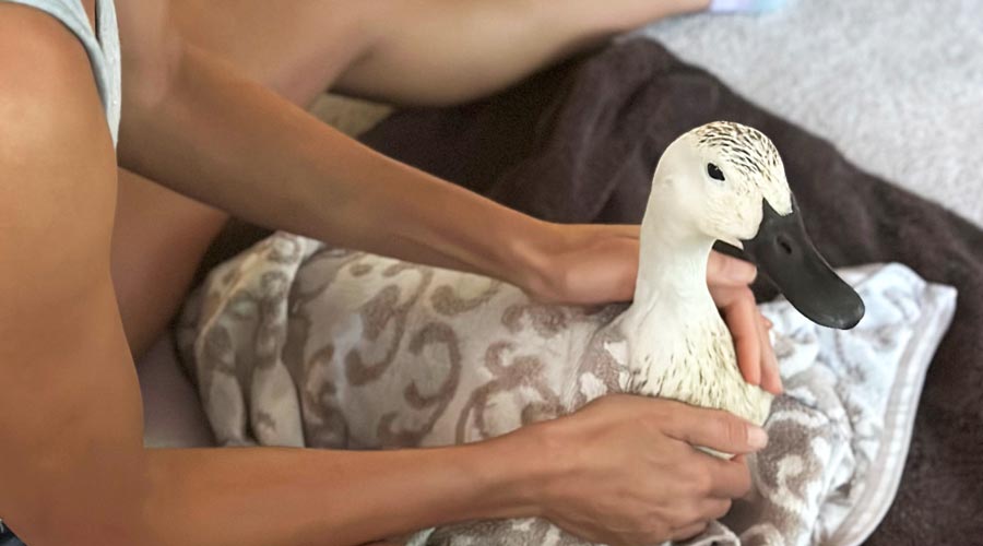 How to tube feed a duck (with instructional video!) thumbnail