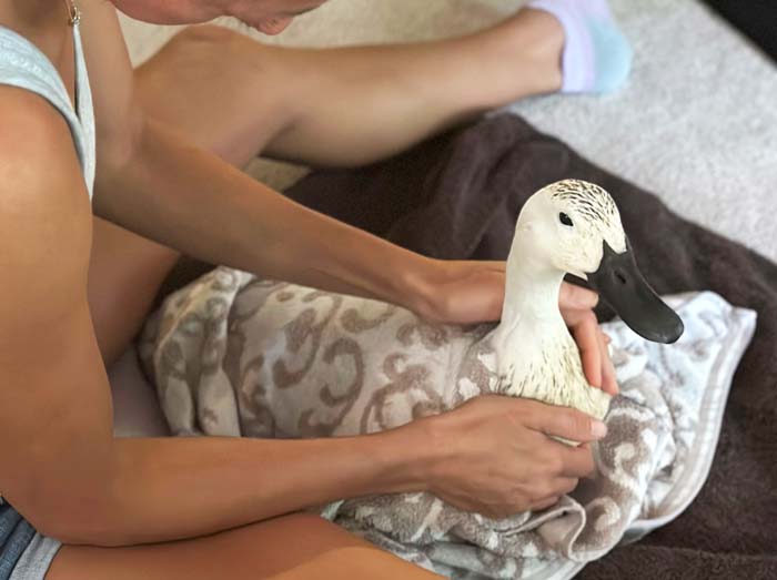 She's not exactly a willing participant, but Pippa the duck will help illustrate why, when, and how to tube feed a duck. 