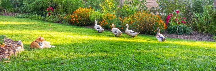 A typical summer view in our front yard: our flock of Welsh Harlequin ducks forage, we garden, and Bob the cat sleeps in the fading sunbeams.