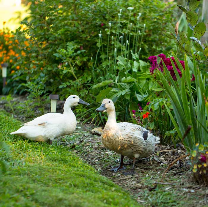 When we originally got Welsh Harlequin ducks from a local breeder, we ended up getting one female Gold Phase Welsh Harlequin duck (left). On the right, you can see one of our Silver Phase Welsh Harlequin ducks. This gives you a good side-by-side visual of the differences between the two Harlequin types.