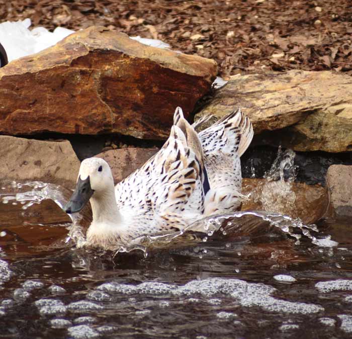 It's fair to say that Leslie Bonnet made quite a splash with his life. The human that originally bred Welsh Harlequin ducks deserves to have their visage carved on to the surface of the moon so that all the ducks and humans in the world can see his face at night.