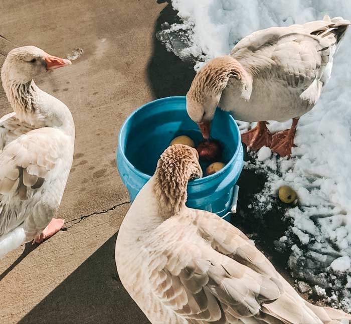Tip: save (or buy) some apples or another floating fruit for the winter so your geese can have fun even in the cold months!