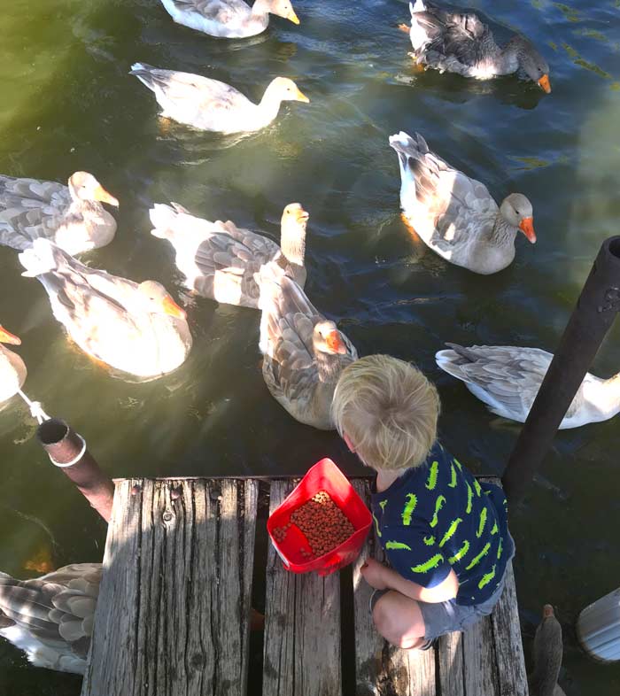 Our toddler gets ready to throw a scoop of the floating Mazuri Waterfowl feed into the pond. This is our favorite way to feed geese.