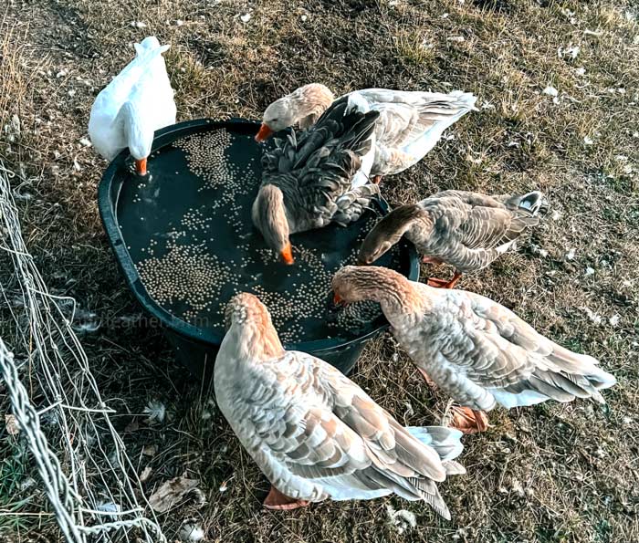 Our geese have voracious appetites in the fall, going as far as to jump onto the proverbial table to get their share.