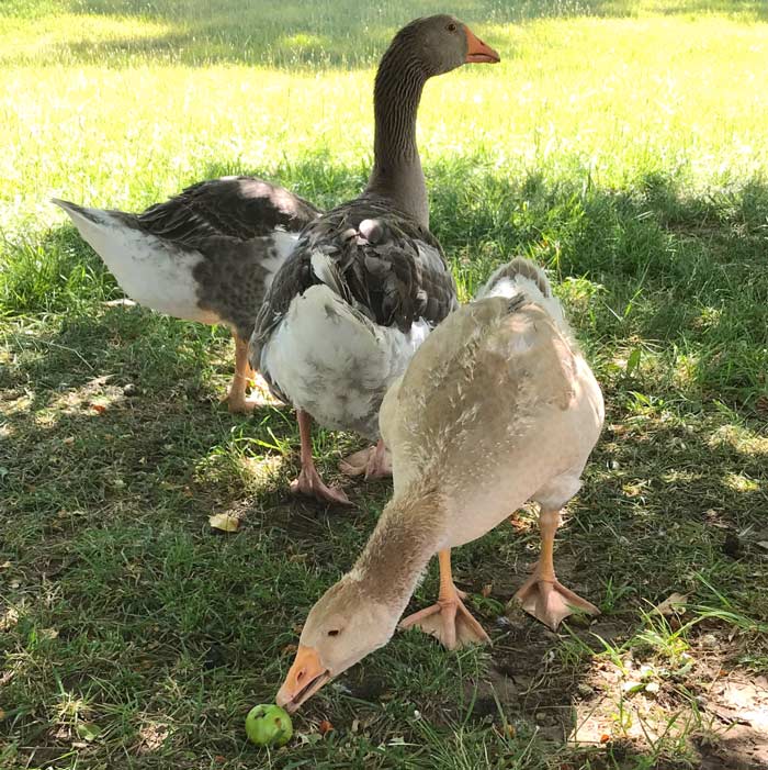 Little green windfalls are exciting treasures for geese to find and nibble up.