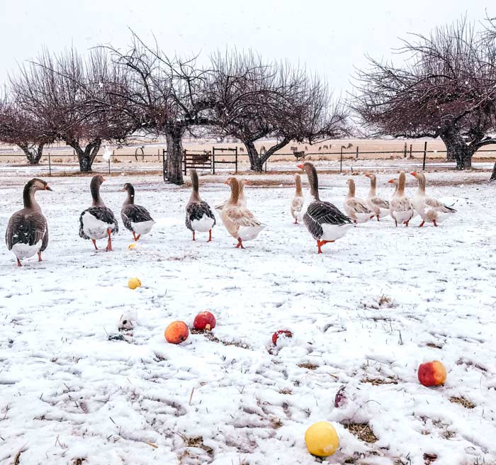 Midday the geese get fresh greens or stored fall produce, such as these apples.