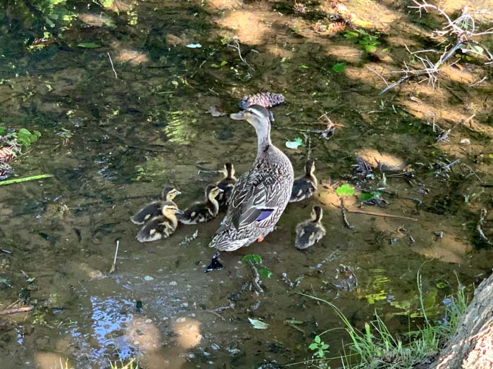 wild mallard mom with ducklings in pond / what to feed wild ducks and ducklings