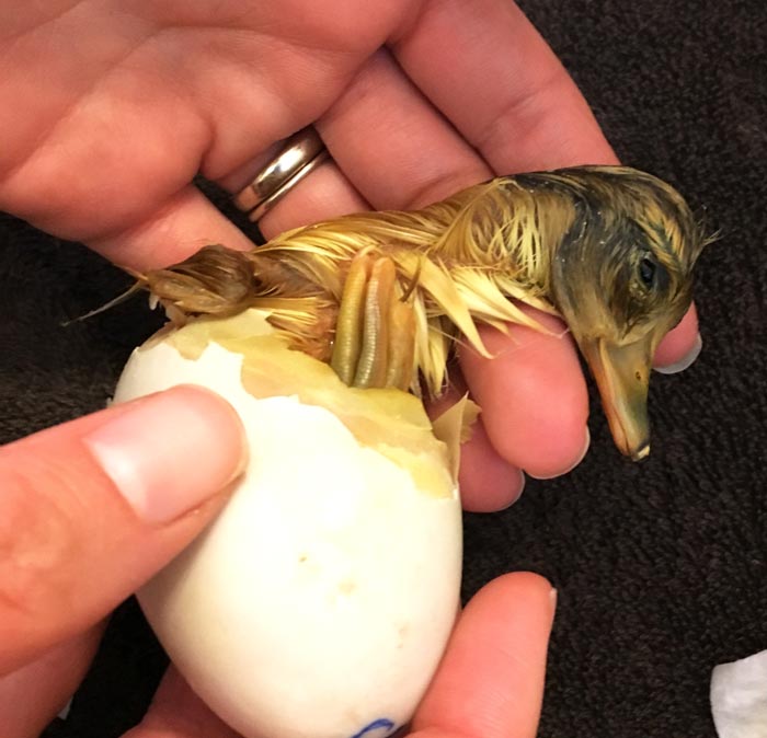 Ducking hatching from egg. 