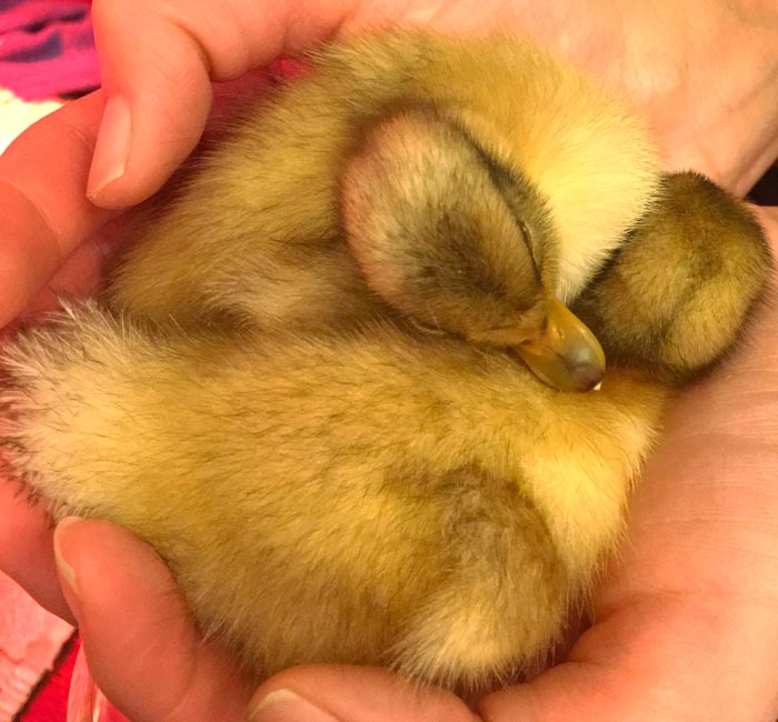 Yes, ducklings are adorable. But they should be bought with forethought and planning, not as an impulse purchase. 