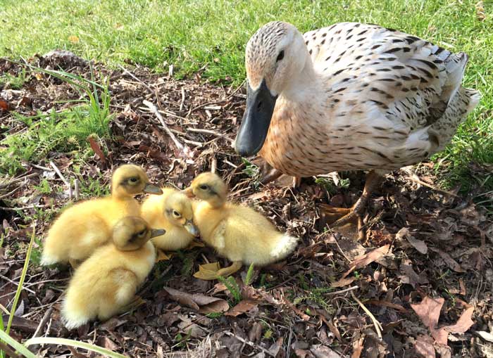 Ducklings and mother duck - Welsh Harlequin breed. 