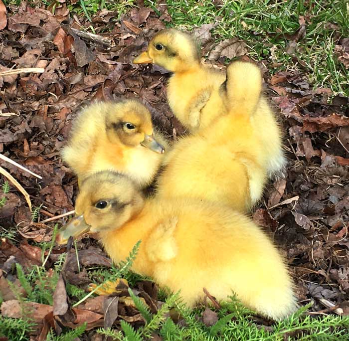 Ducklings enjoying a sunny day at Tyrant Farms.