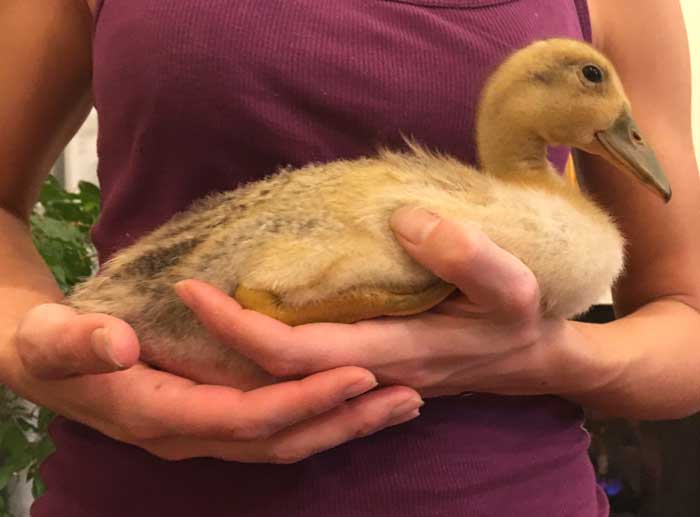 When it comes to raising healthy ducklings and keeping them safe from predators, you've got their whole world in your hands. 