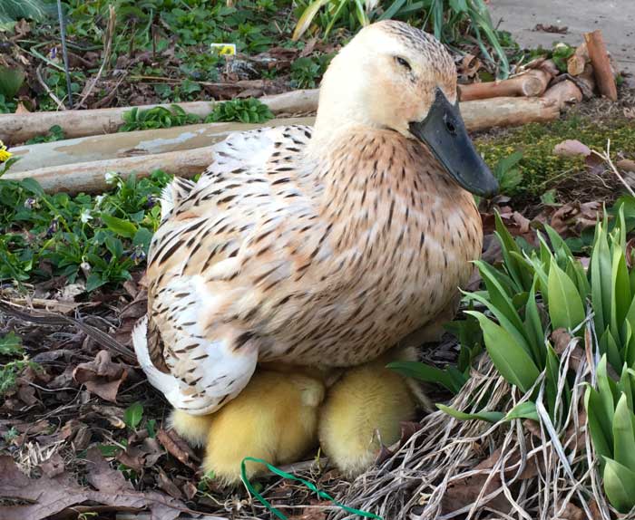 Want to be a good duck parent? Avoid mail-order ducklings if you have other alternatives. 