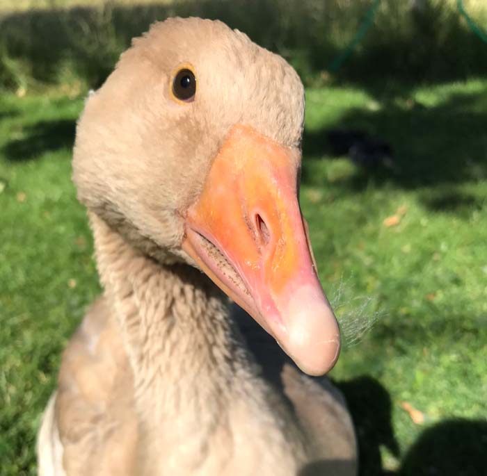 Domesticated geese live a long time. I can only hope that our goose matriarch, Leia, lives to be a quadragenarian grand-goose.
