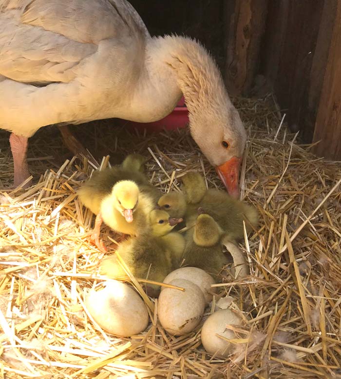 Goose nest with eggs and goslings. A goose enclosure should contain soft, clean bedding such as straw or pine shavings.