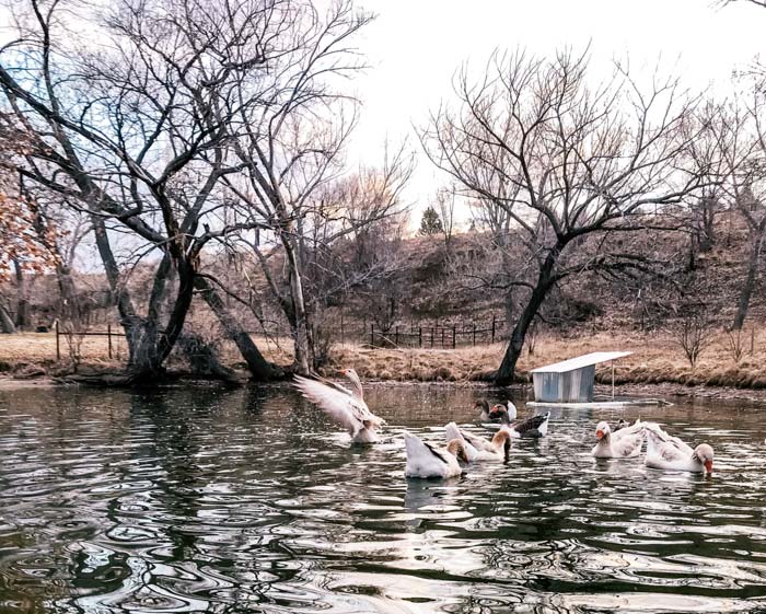 Raising geese - and why not to get geese. Geese need a safe place to sleep at night. A modest goose house floats in the background on our pond, used for sunning and occasionally hatching babies.