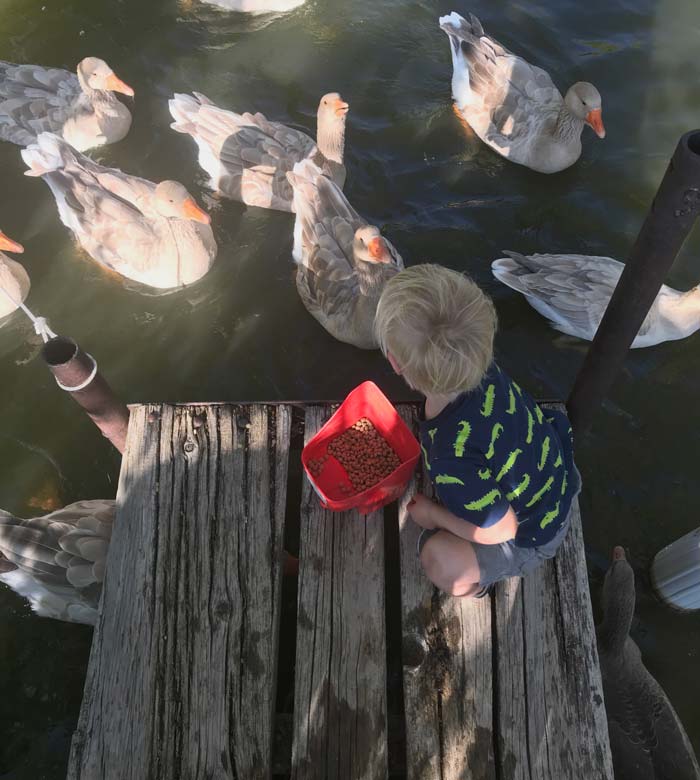 What to feed domesticated geese. Our toddler enjoys throwing Mazuri waterfowl maintainer feed into the pond for our hungry geese.
