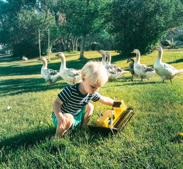 Always supervise young children around geese. 
