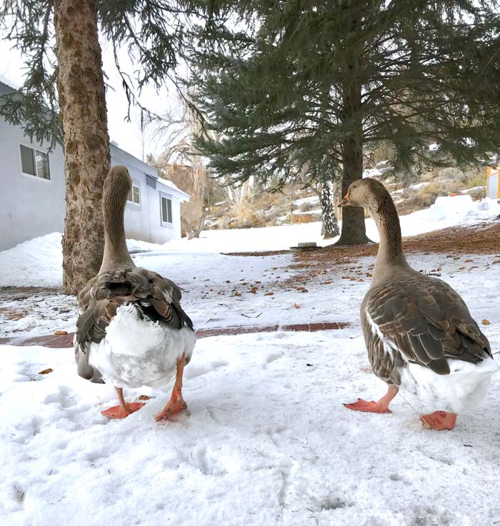Can you raise a goose by itself? Ideally not. Geese are happiest with at least one other goose friend.