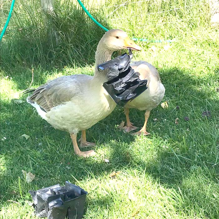 These young geese maintain that they are not responsible for seedling tray destruction.
