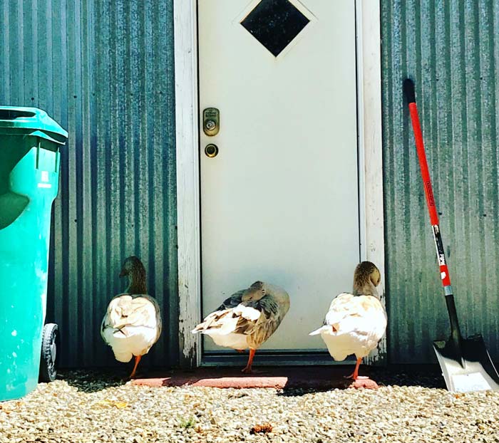 Why you shouldn't raise geese. Are geese knocking (or sleeping) on the door to your heart? There are seven things you should know before you give in and get geese.