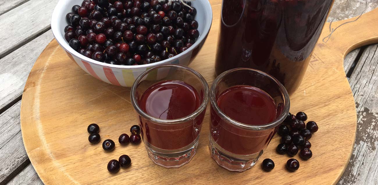 Recipe: Fermented wild black cherry cordial (Prunus serotina) thumbnail