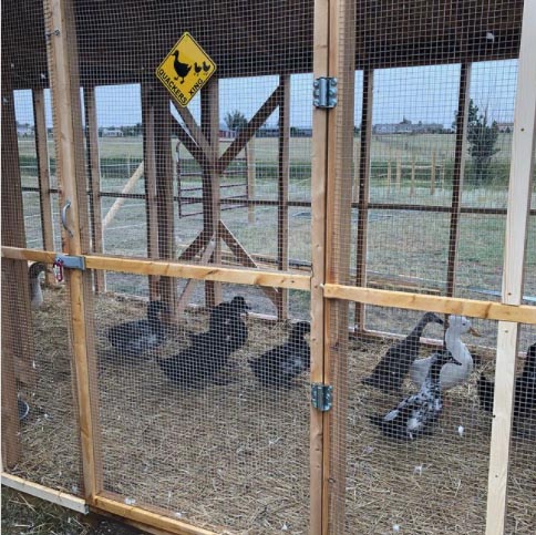 Tally's duck run make us (and our ducks) a bit envious.