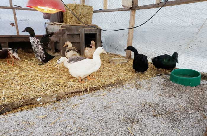 A closer look inside Brittany's duck run... / Article: Duck winter care tips by Tyrant Farms.
