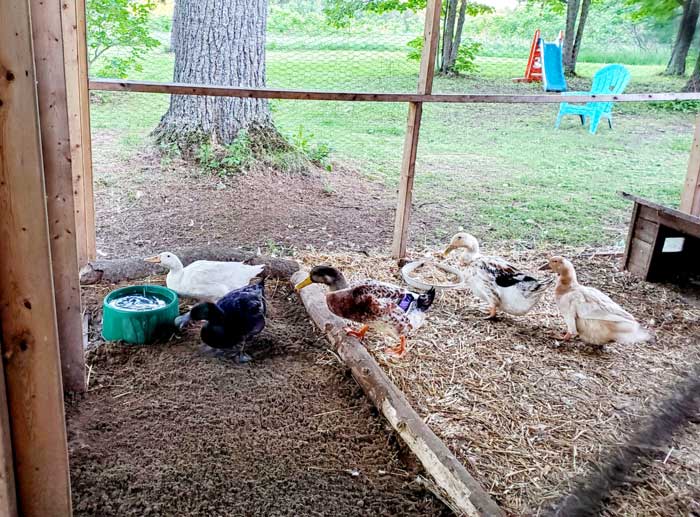 A closer look at the separated spaces in Brittany's duck run, which helps keep things clean and the doors from freezing shut.