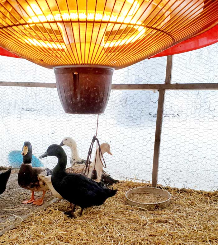 A heat lamp securely hung overhead in Brittany's duck run poses minimal fire risk and helps keep her ducks more comfortable in her extreme Canadian Zone 4 winters.