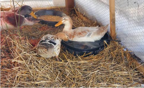 What does a duck think when it sees unfrozen water and it's single digit temps outside? "Time for a swim." Article: Duck winter care tips by Tyrant Farms