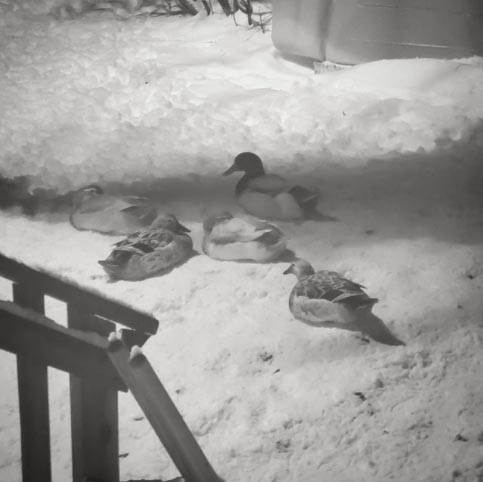 Duck winter care tips. Ducks sitting in the snow on a frigid winter day despite having access to a warm coop.