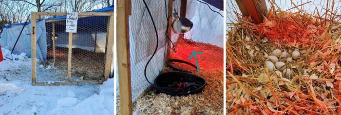 Pictures of Naomi's duck coop/run on a frigid winter day. Article: Duck winter care tips by Tyrant Farms.