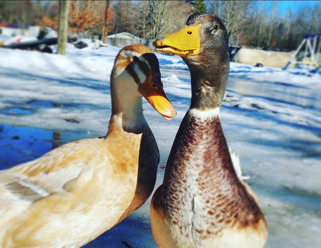A couple of Naomi's ducks enjoying a snow day.