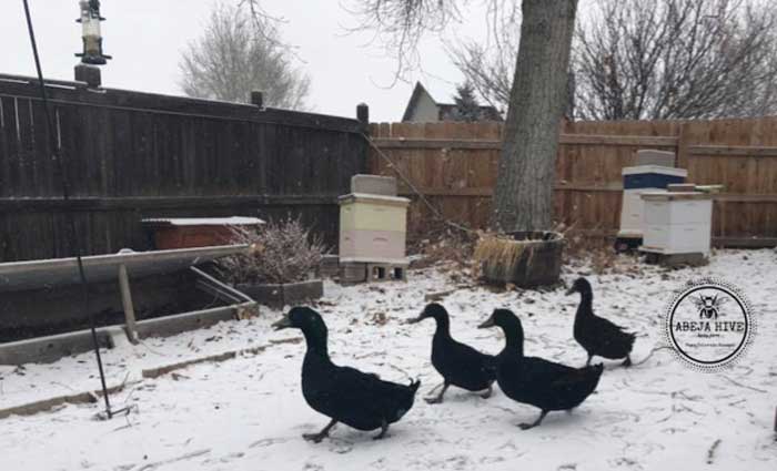 Some of Tally's Cayugas out exploring the grounds in the snow.