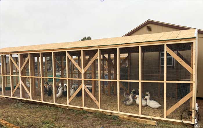 Tally's duck run in warmer weather.