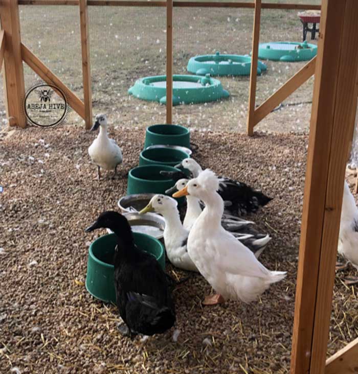 Tally's heated water bowls inside the duck run and larger swimming tubs outside.