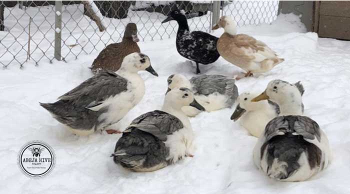 Part of Tally's flock enjoying the snow. This may be a few too many ducks to comfortably swim in your spare bathtub.