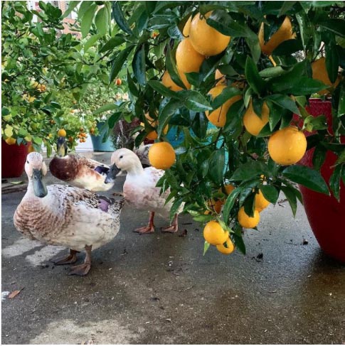 Our ducks exploring underneath a potted citrus plant on a cold, wet winter day. Don't let the potted citrus fool you - we live in Zone 7b and our winter temps regularly dip into the 20s and even teens.