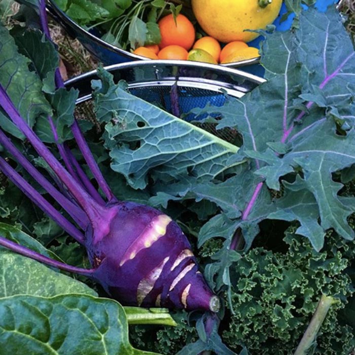 A pile of delicious fall produce (purple kohlrabi, kale, perpetual spinach, and other greens, plus fresh citrus (kumquats, calamondin orange, and meyer lemons). We grow citrus in pots that we take indoors during the winter. Winter garden harvest