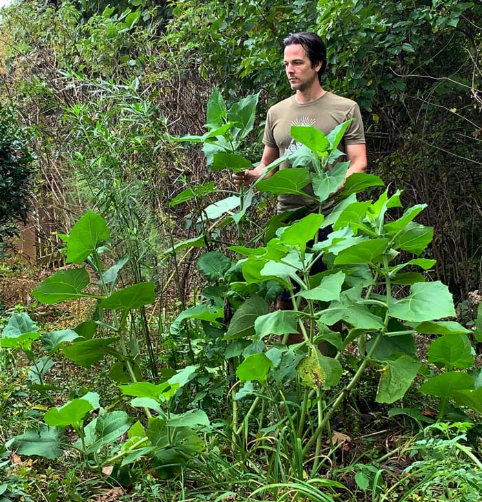 Me standing behind a sprawling, uncaged yacon/Peruvian ground apple plant that was grown without a cage supporting it. For size, reference I'm a little over 6'1