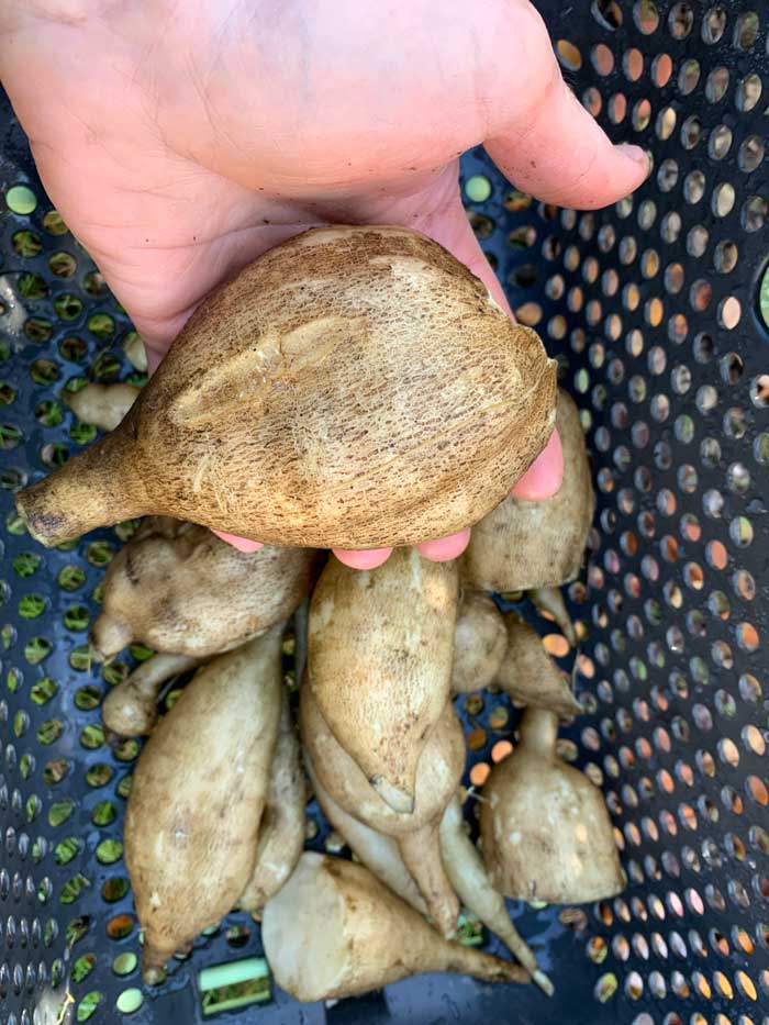 Peruvian ground apple roots. These are relatively small. Under ideal conditions and a long growing season, a single Peruvian ground apple/yacon root can grow to up to 6 pounds.