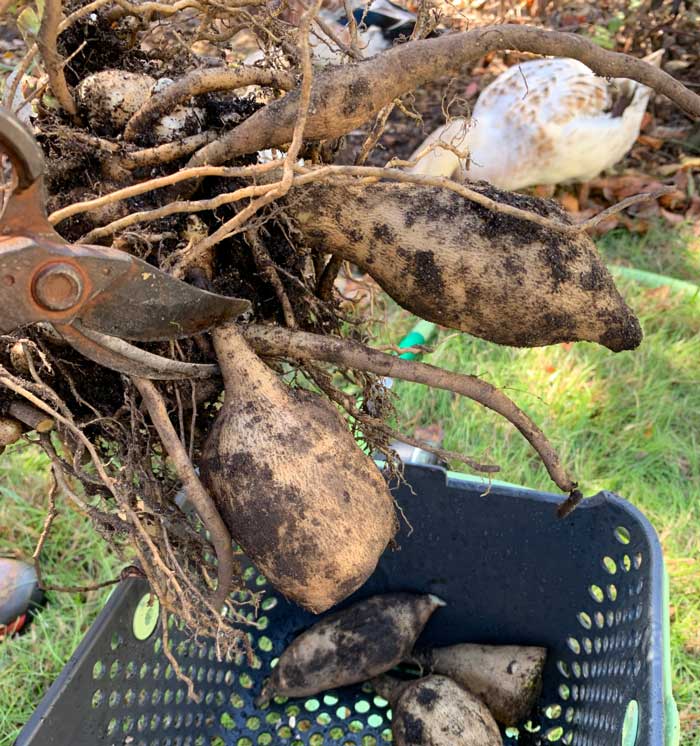 Remove the large yacon roots with pruners, but leave all the other smaller ones attached to the plant's crown. These smaller roots will help keep the crown/rhizomes alive for planting the following year.