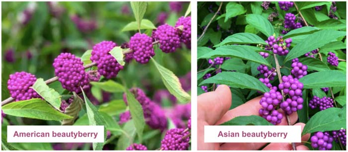 American beautberry (left) vs Asian beautyberry (right). Note the dense fruit clusters and location of the fruit clusters right around the main branch on the American beautyberry. Asian beautyberries have smaller clusters that form on visible peduncles. Also, the American beautyberry’s branches are much more upright compared to the weeping branches of Asian beautyberries.