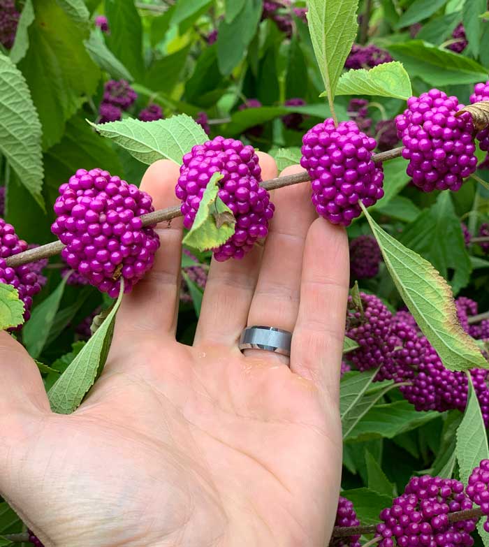 Perfectly ripe clusters of beautyberries.