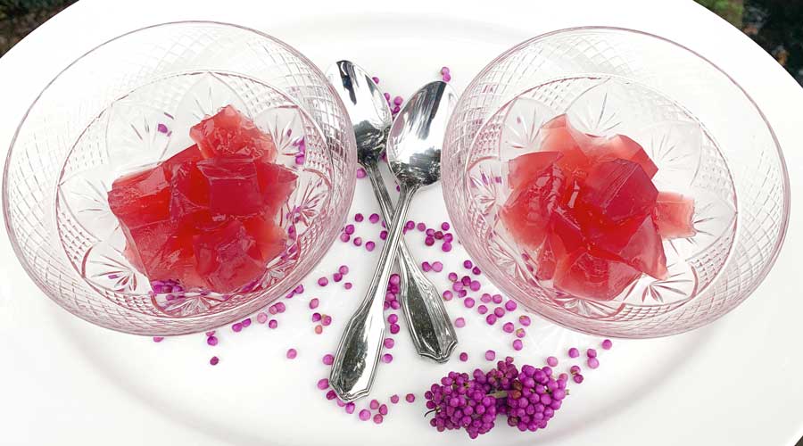 Beautyberry honey jello makes a colorful, tasty seasonal dessert. Beautyberry recipes