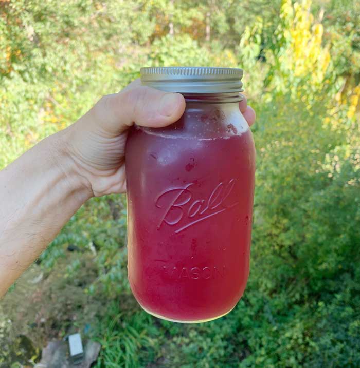 A jar of pure beautyberry juice ready for the fridge and future beautyberry recipes!