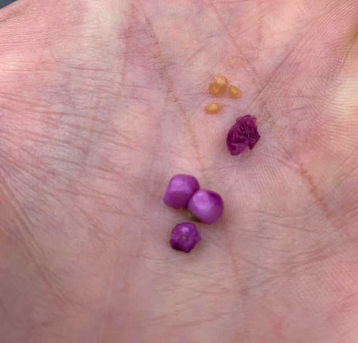 Inside each small purple beautyberry, you'll find about four small yellow seeds. Each seed can be used to grow a new beautyberry plant.