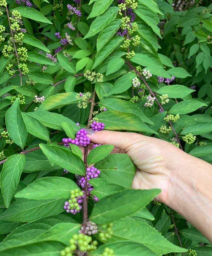 Beautyberries just starting to turn purple in late August. Even though the berries aren't ripe, the leaves are in perfect shape for using as a mosquito and tick deterrent.